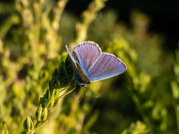 Primer Plano Mariposa Azul Común Adulta Azul Común Europeo Polyommatus — Foto de Stock