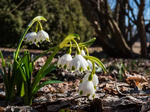 Spring Snowflakes Leucojum Vernum Single White Flowers Greenish Marks Tip — Stock Photo, Image