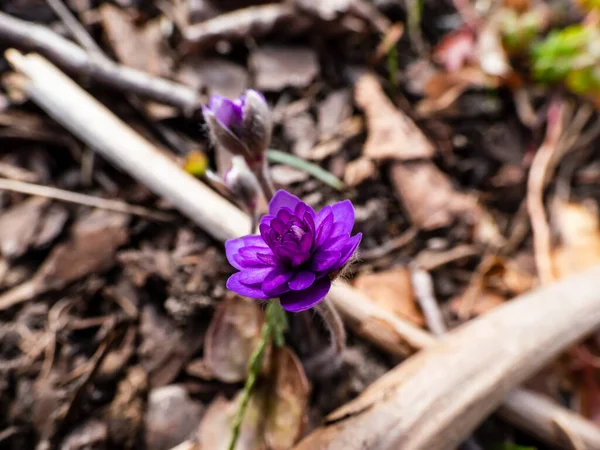 Hepatica nobilis cultivar 'Walter Otto' nun Macro karesi. Arka planda bulanık, çift mavi çiçekler açan. Kıştan sonra bahar çiçekleri belirir