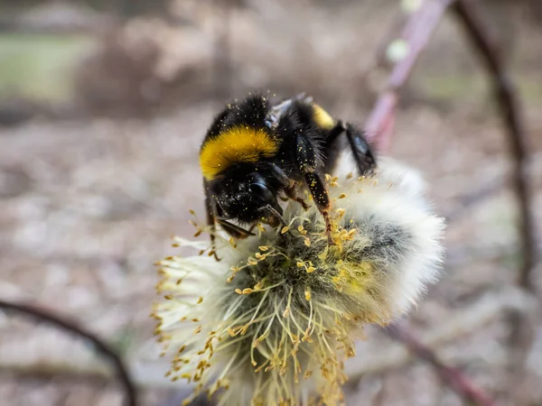 Macro Shot Buff Tailed Bumblebee Large Earth Bumblebee Bombus Terrestris — Stock Photo, Image