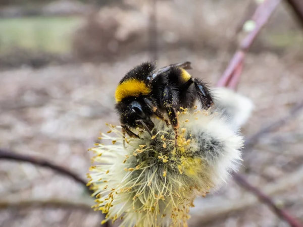 Macro Opname Van Buff Tailed Hommel Grote Aardhommel Bombus Terrestris — Stockfoto