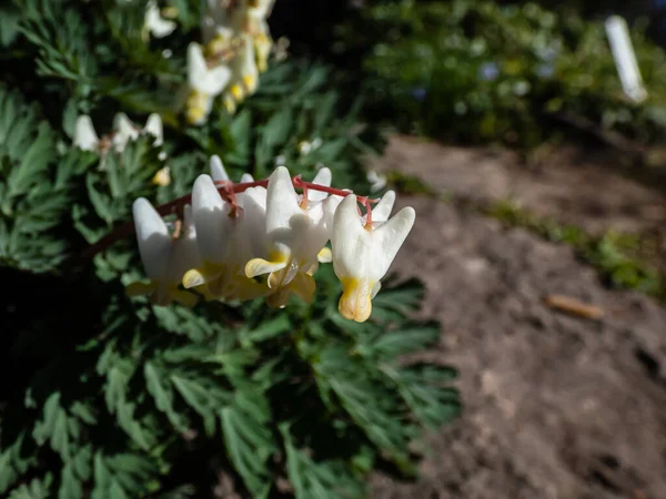 Small Flowers Early Spring Herbaceous Plant Dutchman Britches Dutchman Breeches — Zdjęcie stockowe