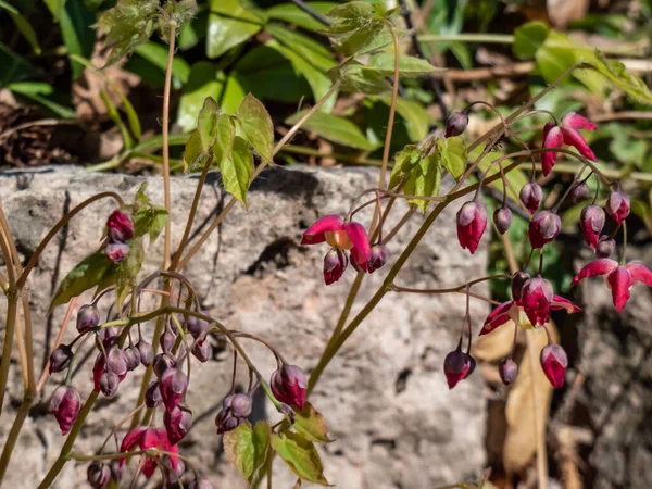 Zbliżenie Rozłożystej Rośliny Liśćmi Kształcie Serca Czerwonym Jałowcem Skrzydłami Wróżek — Zdjęcie stockowe