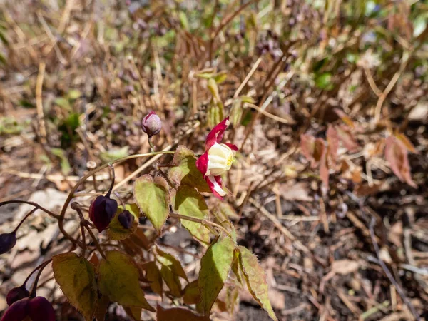 Close-up of the spreading plant with heart-shaped leaves - the Red Barrenwort, Fairy wings or Bishop\'s Hat (Epimedium x rubrum) flowering with tiny, crimson and pale yellow flowers