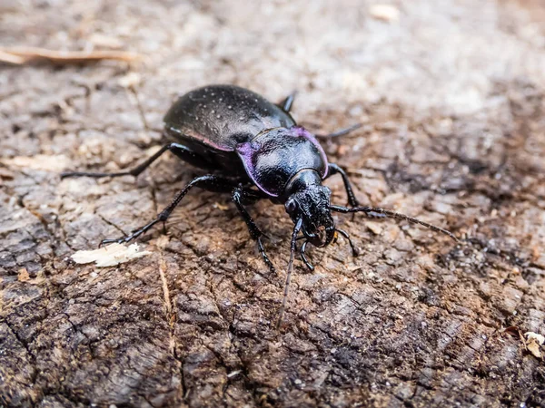Macro Shot Bronze Ground Beetle Bronze Carabid Carabus Nemoralis Gran — Foto de Stock