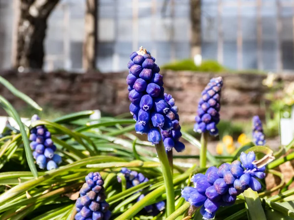 Close-up shot of blue grape hyacinth Muscari motelayi, that features pretty, grape-like clusters of rounded blue flowers with white tips blooming in early spring