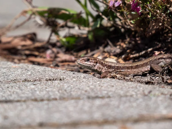 Viviparous kertenkele ya da yaygın kertenkele (Zootoca vipara) yakın çekim bahçedeki bitki örtüsü yakınında yan ve zemin kat parlak güneş ışığı görüntüsü