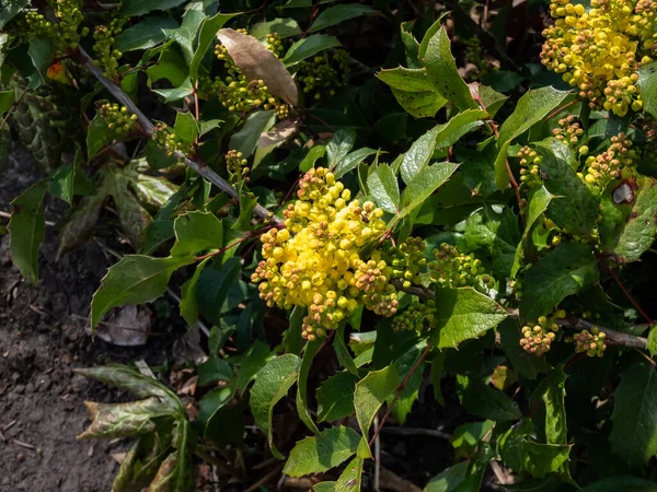 Evergreen Shrub Oregon Grape Holly Leaved Barberry Mahonia Aquifolium Flowering — Stock Photo, Image