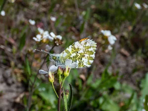 Macro Shot Adult Male Orange Tip Anthocharis Cardamines Undersides Mottled — Fotografia de Stock