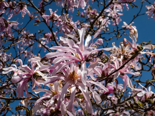 Pembe yıldız şeklinde çiçek açan yıldız manolyasının yakın plan çekimi - Magnolia stellata cultivar 'Rosea' nın parlak güneş ışığı altında. Güzel manolya manzarası