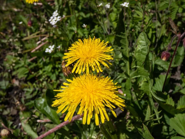 Macro shot of bright yellow dandelions (Lion's tooth) flowering in a meadow among green vegetation