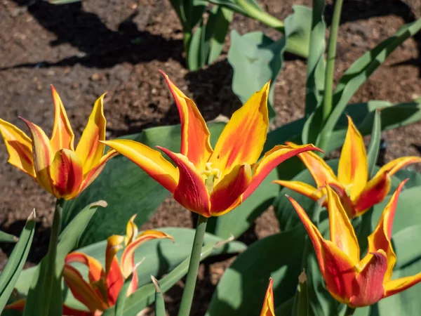 Tulip 'Fly Away' is a lily-flowered tulip featuring a scarlet goblet-shaped flower with pointed and slightly reflexed petals presenting broad golden yellow edges. Red and yellow tulip