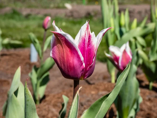 A beautiful elegant tulip Claudia - lily flowering tulip that produces unusual deep rose to purple colored blooms with narrow white margins and pointed petals
