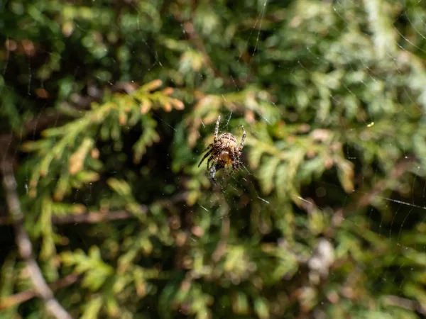 Macro Shot Flower Buds Cultivated Blueberries Highbush Blueberries Growing Branches — Photo