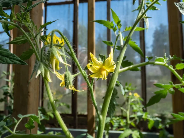 온실에서 열매를 시작하기 토마토 나무에 꽃들을 사진으로 찍는다 식물성 발아시키는 — 스톡 사진