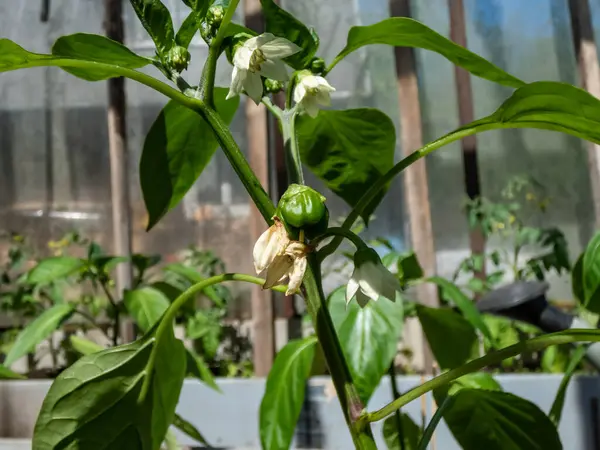 Beyaz çiçeklerin ve küçük yeşil biber meyvelerinin yakın çekimi büyümeye başlıyor ve parlak güneş ışığı altındaki bir serada büyüyen biber bitkisinin çiçeğinden olgunlaşmaya başlıyor.