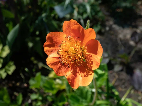 Makroaufnahme Der Geum Heldrichii Blüte Mit Untertassenförmigen Leuchtend Orangen Blüten — Stockfoto