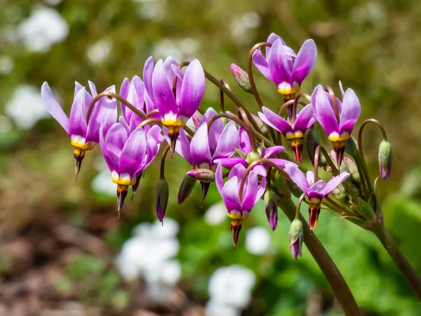 분홍빛 Primula Mamdia 촬영하는 동쪽에서 촬영하는 Dodecatheon Mamdia 배경을 정원에서 — 스톡 사진