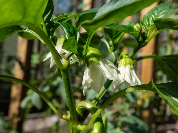 Beyaz çiçeklerin ve küçük yeşil biber meyvelerinin yakın çekimi büyümeye başlıyor ve parlak güneş ışığı altındaki bir serada büyüyen biber bitkisinin çiçeğinden olgunlaşmaya başlıyor.