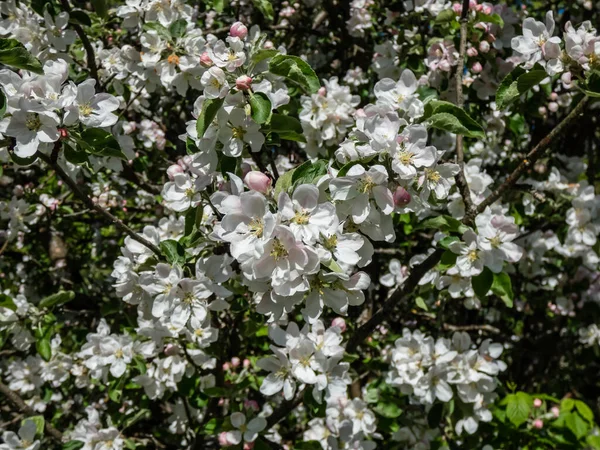 White Pink Buds Blossoms Apple Tree Flowering Orchard Spring Branches — Stock Fotó