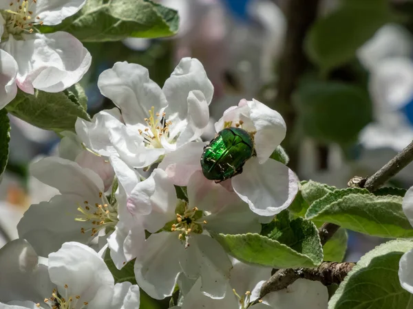Macro shot of a metallic rose chafer or the green rose chafer (Cetonia aurata) crawling on a white and pink buds and blossoms of apple tree flowering in on orchard in spring with sky in background