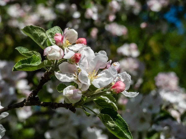 White Pink Buds Blossoms Apple Tree Flowering Orchard Spring Branches — Stockfoto