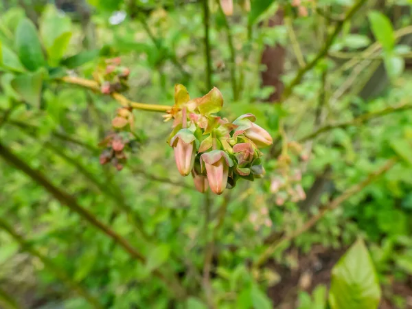 Macro Shot Flower Buds Cultivated Blueberries Highbush Blueberries Growing Branches — Stok fotoğraf