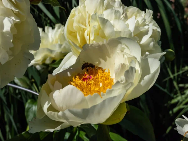 Beautiful Summer Peony Paeonia Lemon Chiffon Pale Lemon Ruffled Petals — Stock Photo, Image