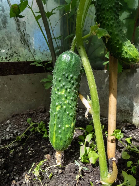 Close Shot Green Cucumber Forming Maturing Yellow Flower Green Cucumber — Stock Fotó