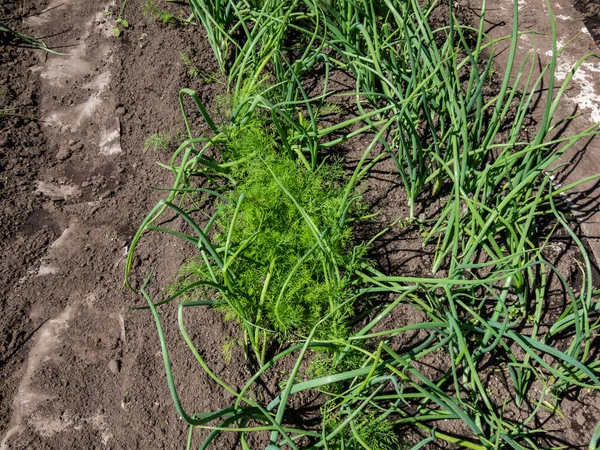 View of vegetable bed with green onions, chives and dill plants growing in the garden. The concept of agriculture, vegetable garden in the summer