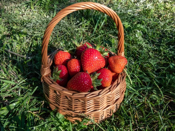 Small Wooden Basket Big Red Ripe Strawberries Ground Surrounded Green — Stockfoto