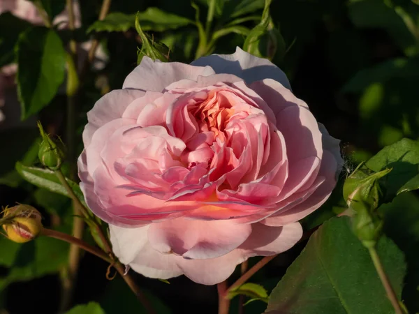 English Shrub Rose Bred David Austin Eglantyne Quite Large Saucer — Photo