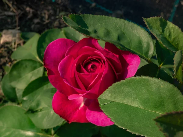 Close Shot Floribunda Rose Heidi Klum Rose Full Violet Bloom — Fotografia de Stock