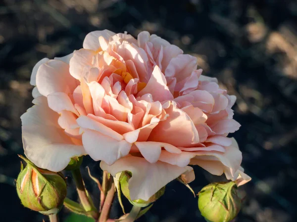 Close Shot Shrub Rose Cultivar Bred Introduced David Austin 1973 — Stock Photo, Image