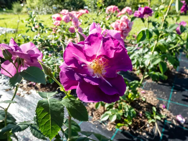 Роза Можливо Блакитному Квітуча Напів Подвійними Квітками Глибокої Фіолетової Величини — стокове фото