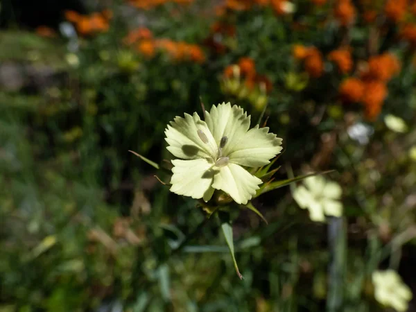 Macro Shot Bright Yellow Flower Knapp Carnation Dianthus Knappii Growing — 图库照片