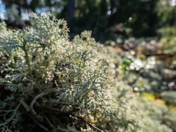 Macro Shot Reindeer Cup Lichen Reindeer Lichen Grey Reindeer Lichen — Foto de Stock