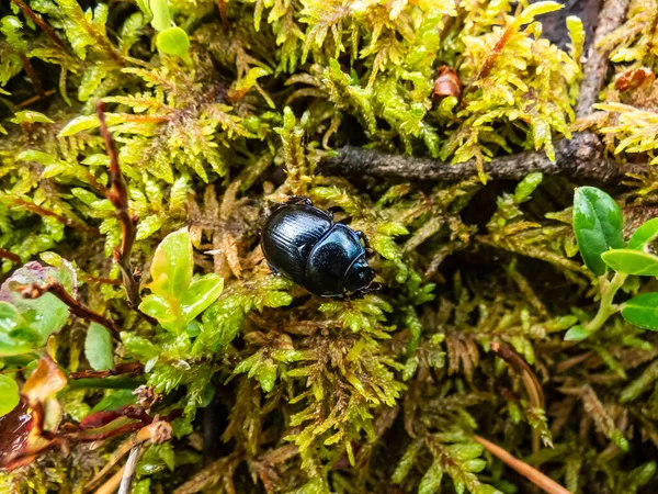 Beautiful Macro Shot Glossy Colorful Earth Boring Dung Beetle Geotrupes — Stockfoto