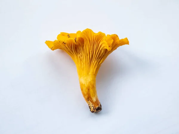 Single Golden Chanterelle Mushroom Dirt Moss Roots Forest Detailed Mushroom — Zdjęcie stockowe