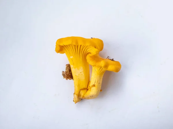 Group Golden Chanterelle Mushrooms Dirt Moss Roots Forest Detailed Mushroom — Foto de Stock