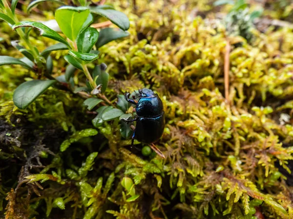 Beautiful Macro Shot Glossy Colorful Earth Boring Dung Beetle Geotrupes — Foto de Stock