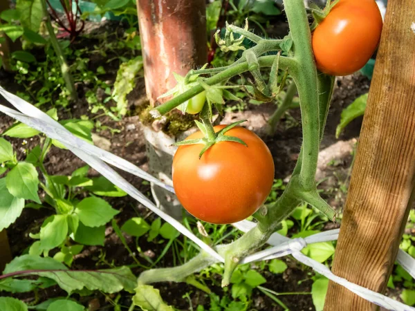 Close Shot Maturing Tomatoes Growing Tomato Plant Greenhouse Bright Sunlight — 图库照片