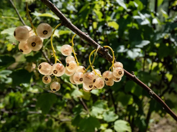 Perfect Ripe White Currants Ribes Rubrum Single Branch Bright Sunny — Zdjęcie stockowe