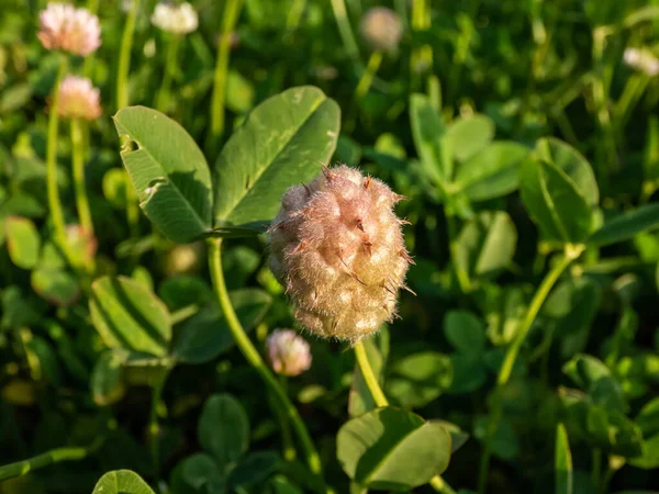 Close-up shot of the Strawberry clover (Trifolium fragiferum) flowering in summer surrounded with green leaves