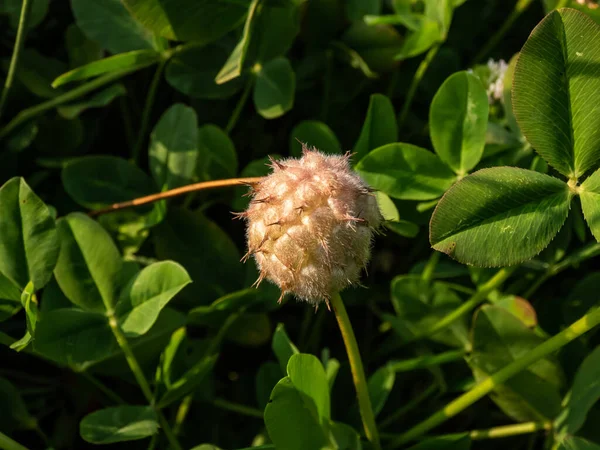 Κοντινό Πλάνο Του Τριφυλλιού Της Φράουλας Trifolium Fragiferum Που Ανθίζει — Φωτογραφία Αρχείου
