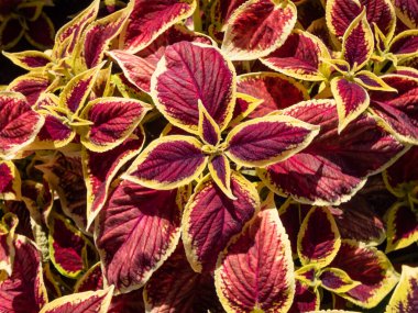 Flame nettle or painted nettle (Coleus x blumei) 'Wizard Scarlet' with burgundy-red foliage with thin lime-green margins growing in a garden in bright sunlight in summer