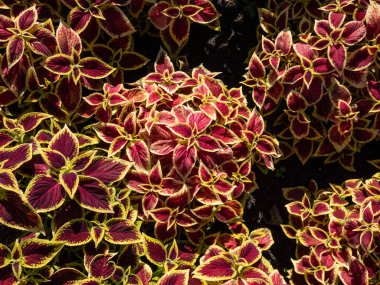 Flame nettle or painted nettle (Coleus x blumei) 'Wizard Scarlet' with burgundy-red foliage with thin lime-green margins growing in a garden in bright sunlight in summer