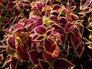 Flame nettle or painted nettle (Coleus x blumei) 'Wizard Scarlet' with burgundy-red foliage with thin lime-green margins growing in a garden in bright sunlight in summer