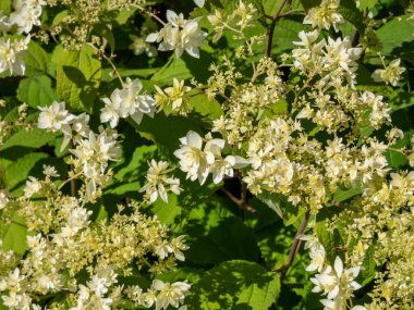 Close-up of the Smooth hydrangea (Hydrangea arborescens) 'Hayes Starburst' flowering with white to greeninsh-white flowers. Flowers heads comprise of many star-shaped, double flowers