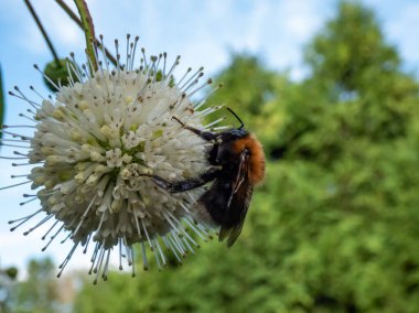 Macro of a bumblebee collecting pollen from a single flower of the buttonbush, button-willow or honey-bells (Cephalanthus occidentalis). Macro shot of white flower arranged in spherical inflorescence